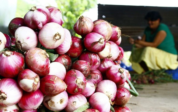 Cebolleros y SAG, divididos por acuerdo de importación