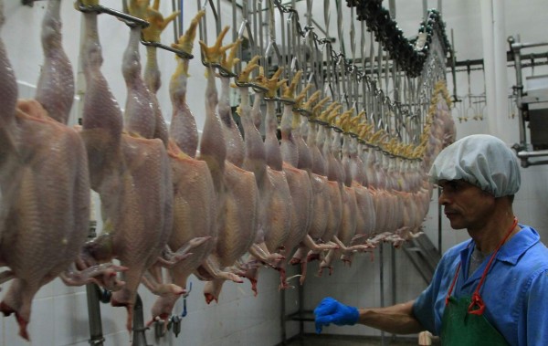 Honduras se alista para entrar al mercado de carne de pollo en Estados Unidos