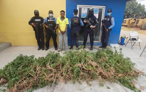 Lo capturan con más de 500 plantas de supuesta marihuana en Yoro