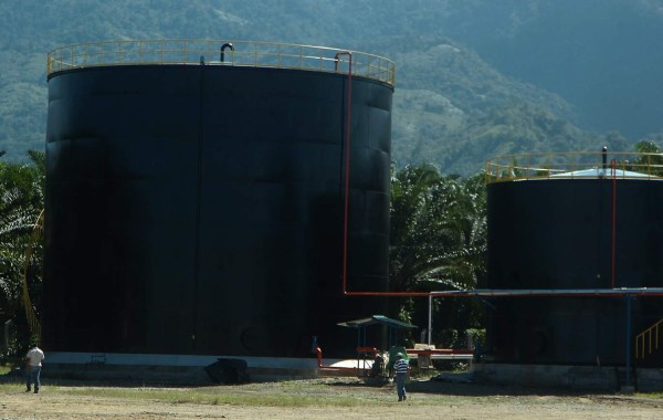 Productores ahora procesarán aceite de palma africana