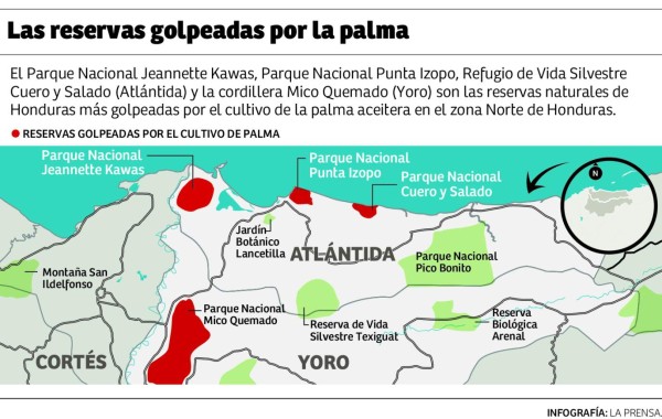 La palma aceitera devora más bosques de Honduras