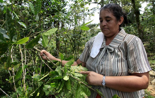 Gobierno solo financiará el 1.5% de la recuperación del sector cafetalero de Honduras
