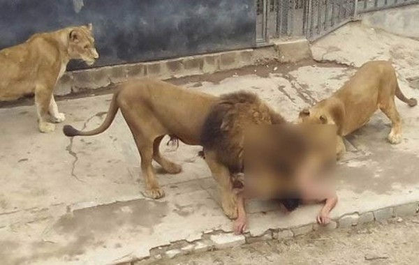 Hombre intenta suicidarse lanzándose a dos leones