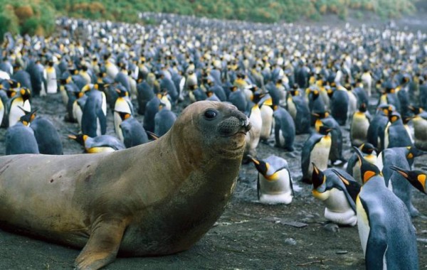 Macquarie, el refugio de los pingüinos
