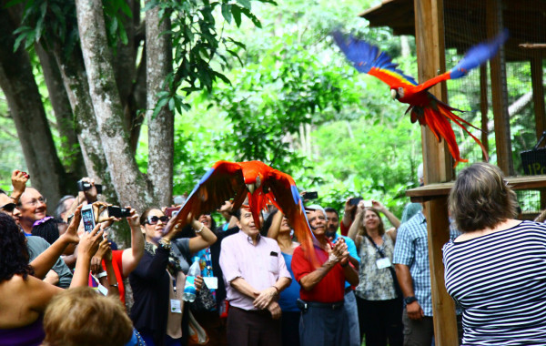 La guara roja vuela para resurgir en copán