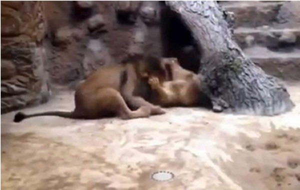 La imagen muestra a un león comerse salvajemente a una leona. Foto YouTube.