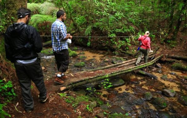 Ranas endémicas a punto de desaparecer en el Parque Nacional El Cusuco