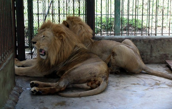 Veterinaria de Joya Grande no cree que se deshagan de leones comelones