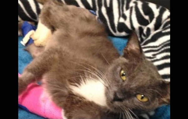 Un gato sobrevive a un atropello, disparos y un apedreamiento en Florida