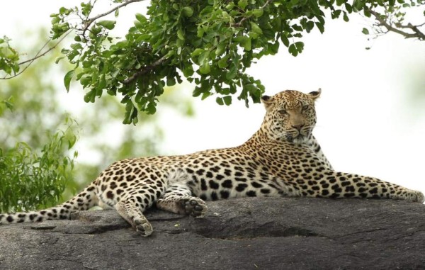 Un leopardo mata a un niño de dos años en un parque de Sudáfrica