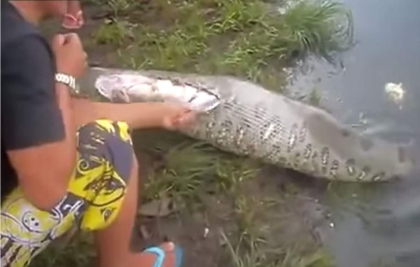 La serpiente fue cortada en dos partes para extraerle un cocodrilo de su interior. Foto YouTube.