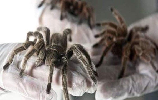 Nicaragua criará arañas exóticas para exportar