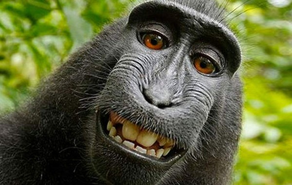 Rechaza Wikipedia borrar selfie de mono