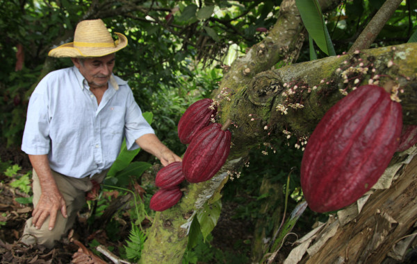Honduras con potencial para cultivar cacao de alta calidad