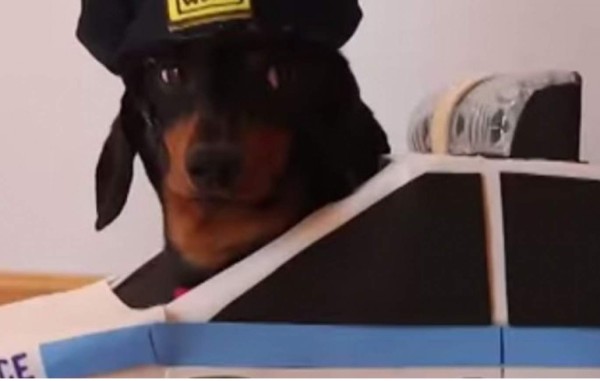 Dos curiosos perros juegan al policía y al ladrón