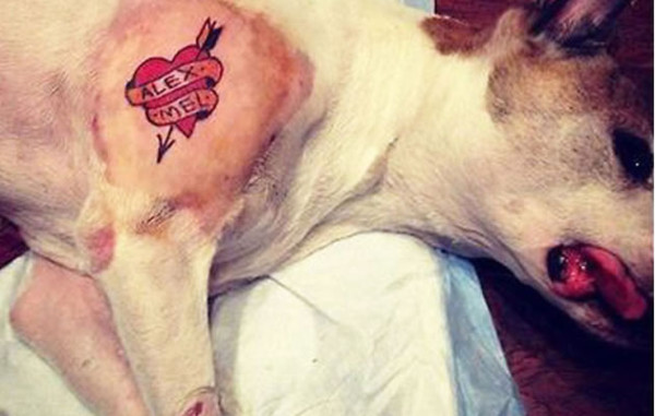 Artista es criticado por tatuar a su perra