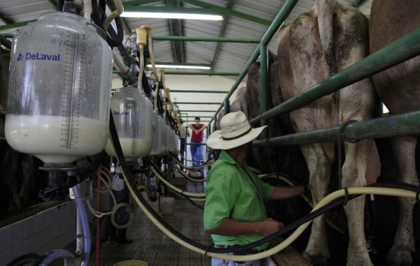 A más de 400 ganaderos albergará congreso de leche y carne