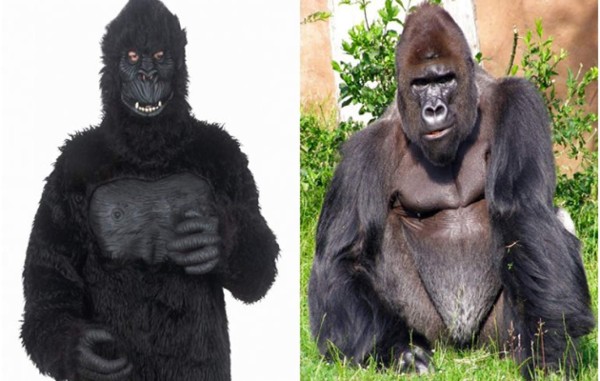 Hombre se disfraza de gorila y le disparan un dardo