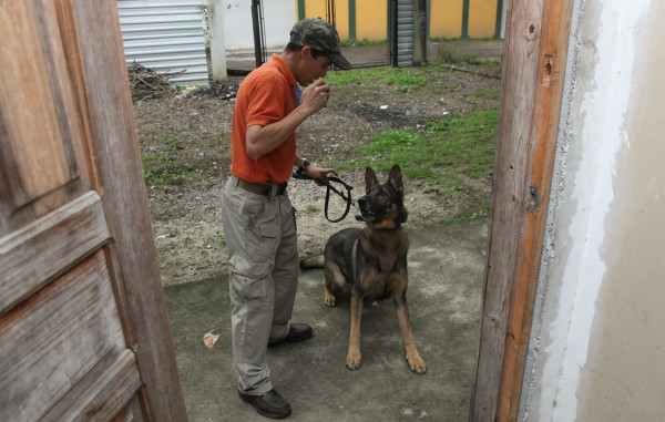 Alf, 'no es un perro drogo, trabaja por un premio”