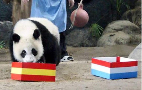 Cachorros de panda chinos pronosticarán los resultados del Mundial