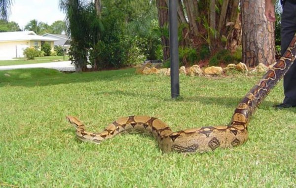 Enorme boa constrictora mantiene en alerta a vecinos en Florida