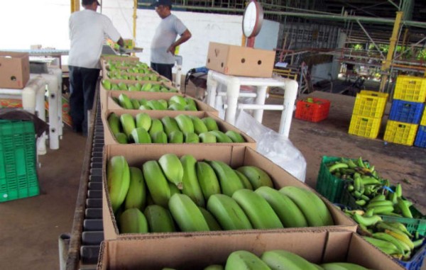 Sector bananero panameño cifra sus esperanzas en Del Monte
