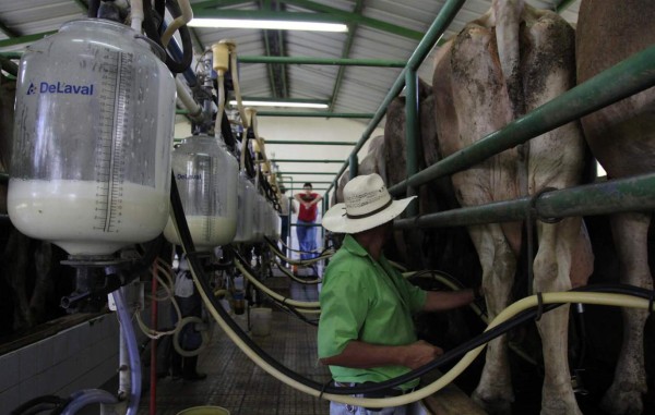 SAG y productores analizan situación de industria lechera