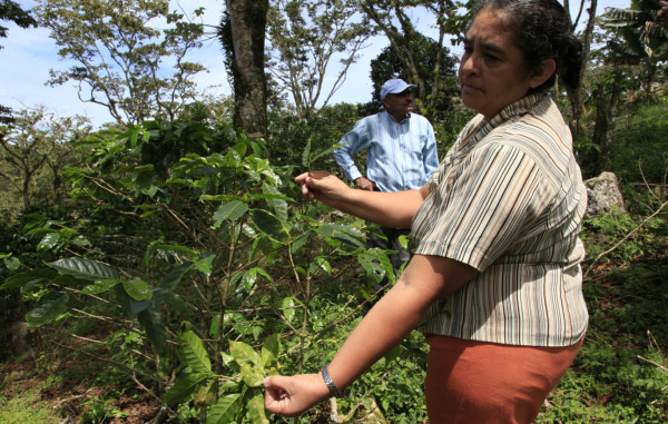 Café alcanza precio más alto en dos años: $202.40