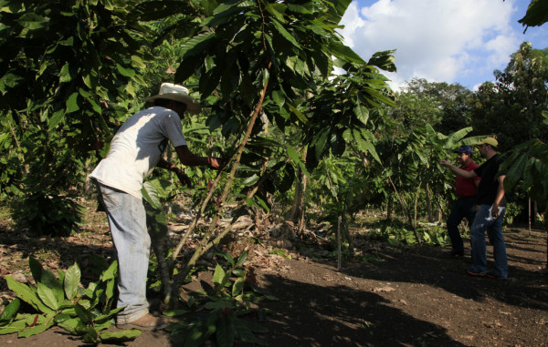 Exportaciones de cacao fino en Honduras crecerán cuatro veces en 2014