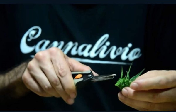 Colombia legaliza la marihuana medicinal