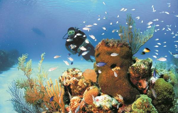 $!Hay más de 500 especímenes de peces y 350 especies de moluscos.