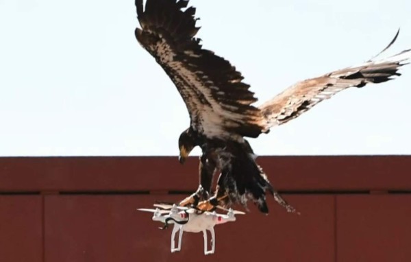 Águilas que cazan drones