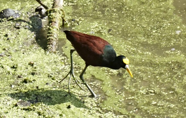 Ruta 504: Choloma, un encanto entre laguna, vegetación y ríos