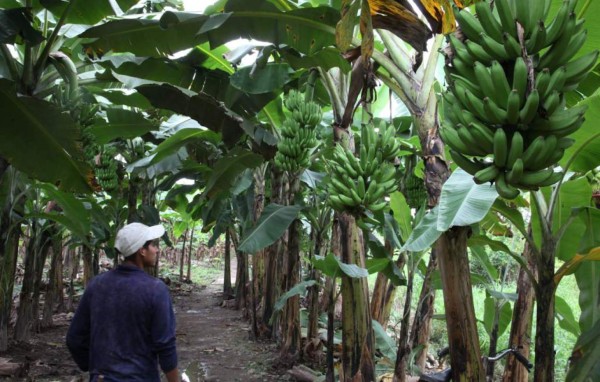 La Fhia impulsa mejora genética de banano resistente a la RT4