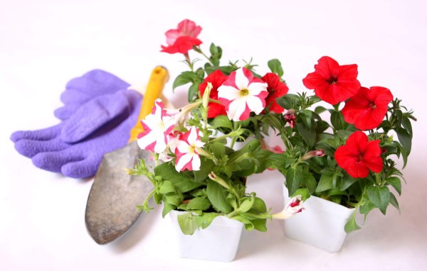 Las petunias embellecen la casa