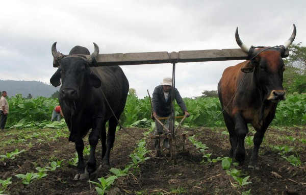 Honduras exporta 100 millones de puros al año
