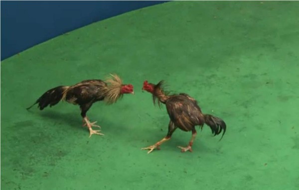 El negocio de las peleas de gallos en Tailandia