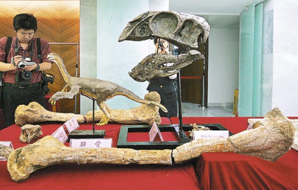 Hallan fósil de dinosaurio gigante