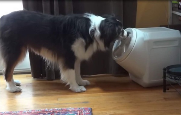 Perro logra abrir recipiente donde le escondían su comida