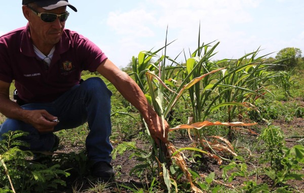 Lagunas y ríos de Honduras se evaporan por sequía