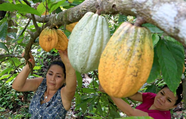 Más de 1,000 productores de cacao beneficiados con proyecto de tecnología
