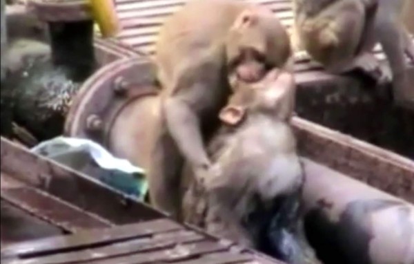 Un mono salva a otro que cayó electrocutado en vías del tren