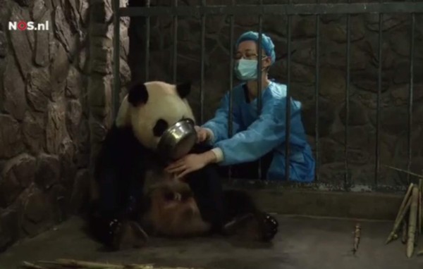 Las dos pandas pesaron 144 gramos y 113 gramos cada una. Foto tomada de nos.nl