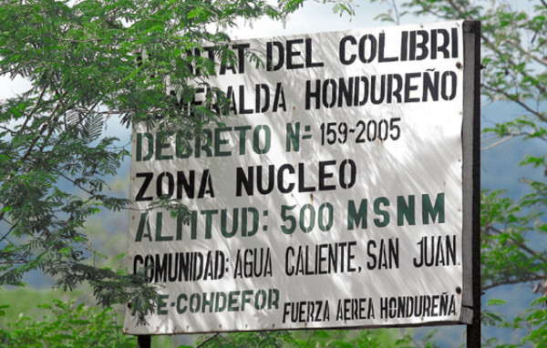 La búsqueda exitosa del colibrí esmeralda