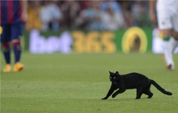 Un gato negro paralizó el partido del Barcelona y el Elche