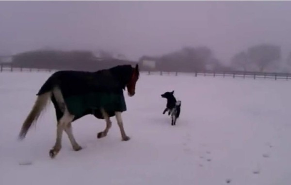 El caballo y perro que aman jugar en la nieve