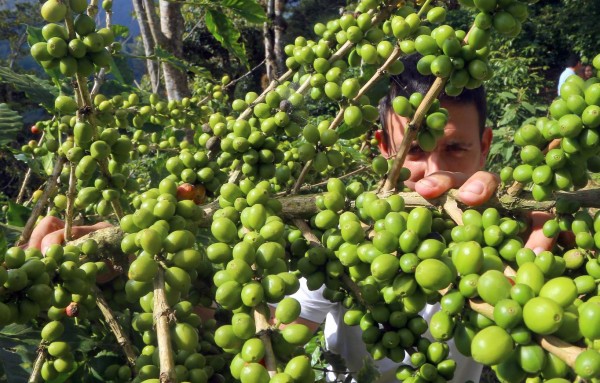 Corte de café comienza a dinamizar la economía