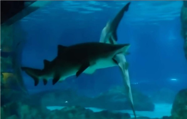 Video capta a hembra tiburón tragarse a un macho