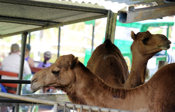 Honduras: Gastos de Joya Grande son de L1.2 millones mensuales