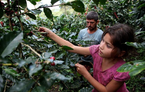 Unos 800 menores laboran en fincas de Santa Bárbara